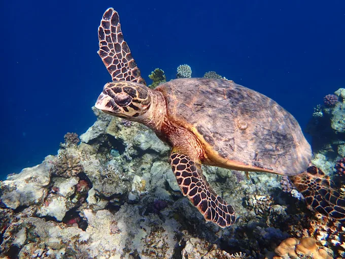 Best Hurghada,  Marsa alam    gallery 1