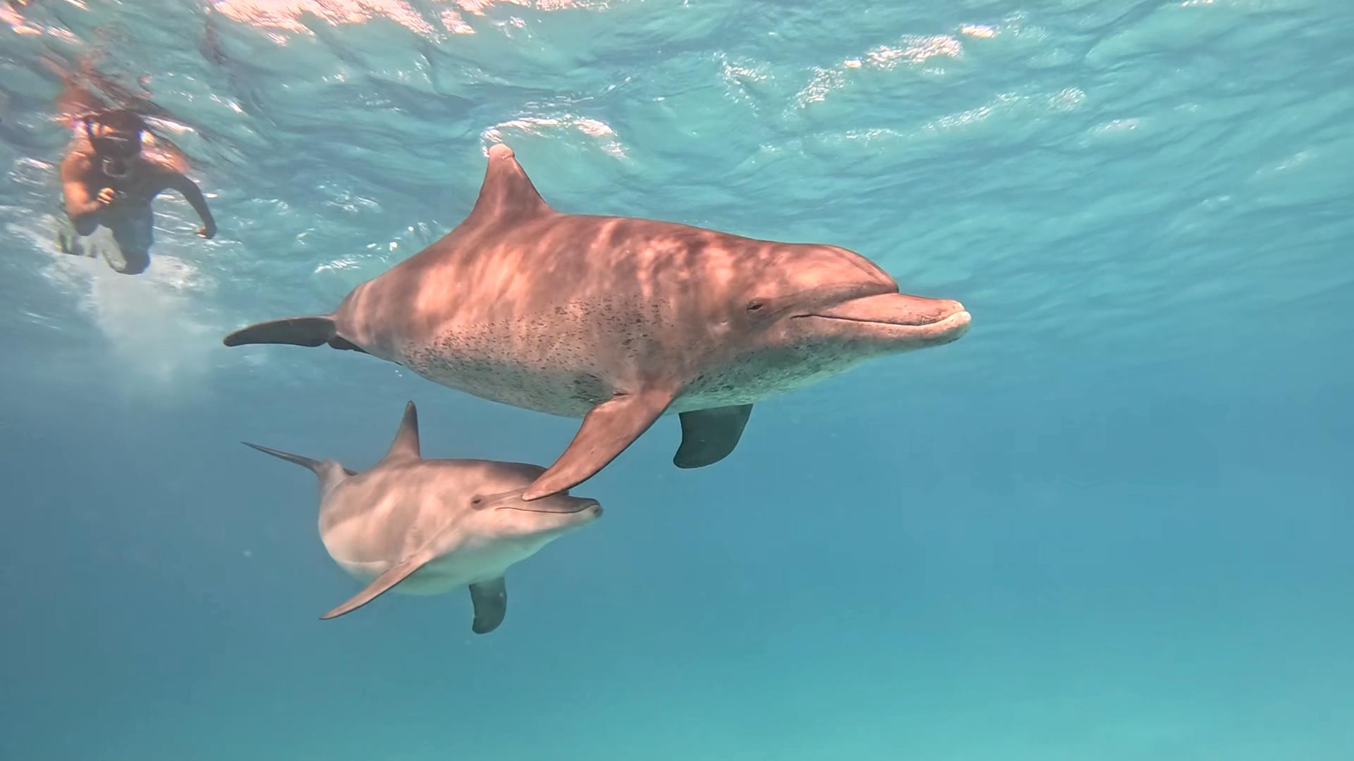 Dolphin Tour, Swim with Dolphins Tour in Hurghada gallery 3