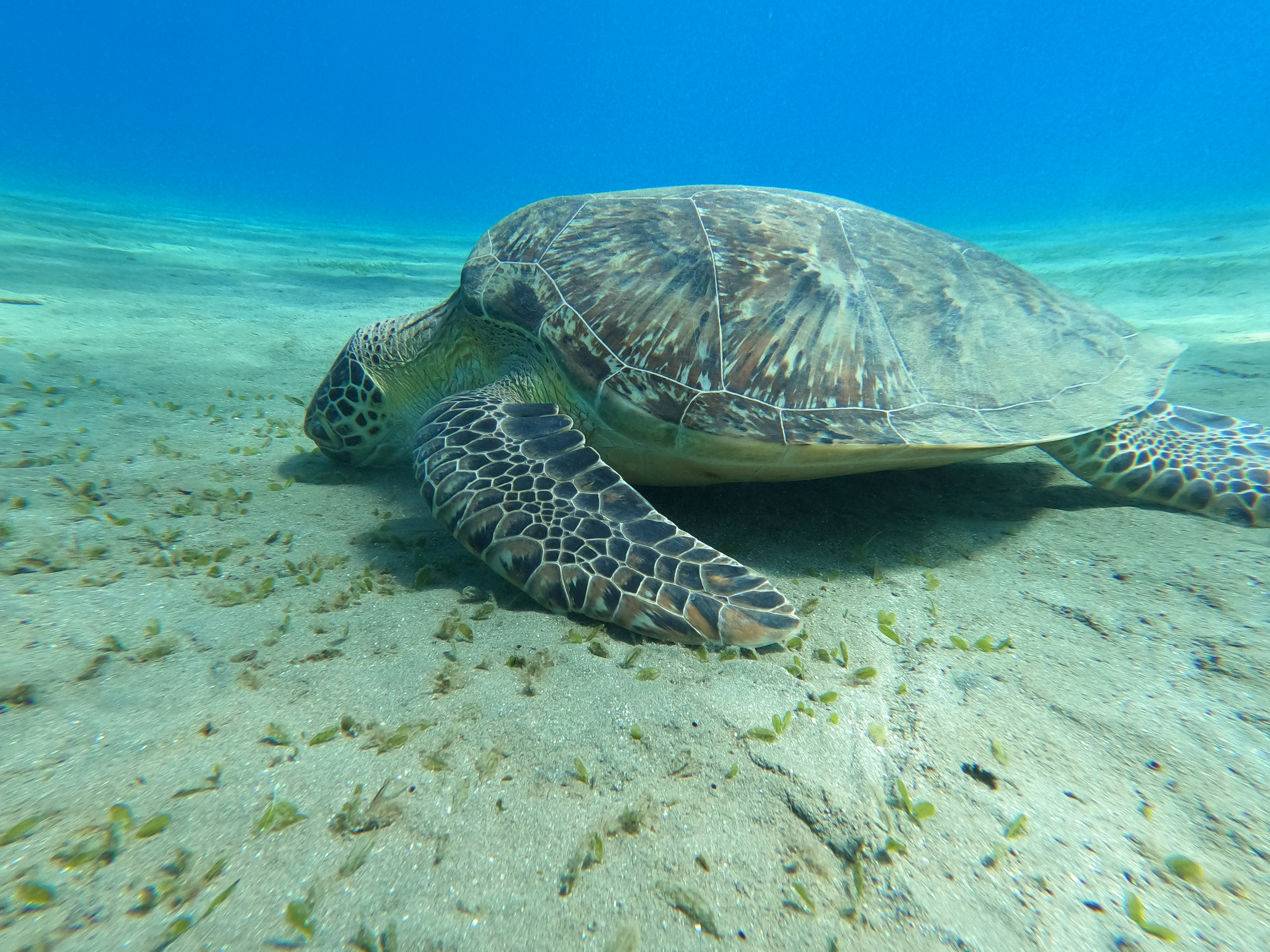 Abu Dabbab Swimming with turtles Trip, Hurghada gallery 3