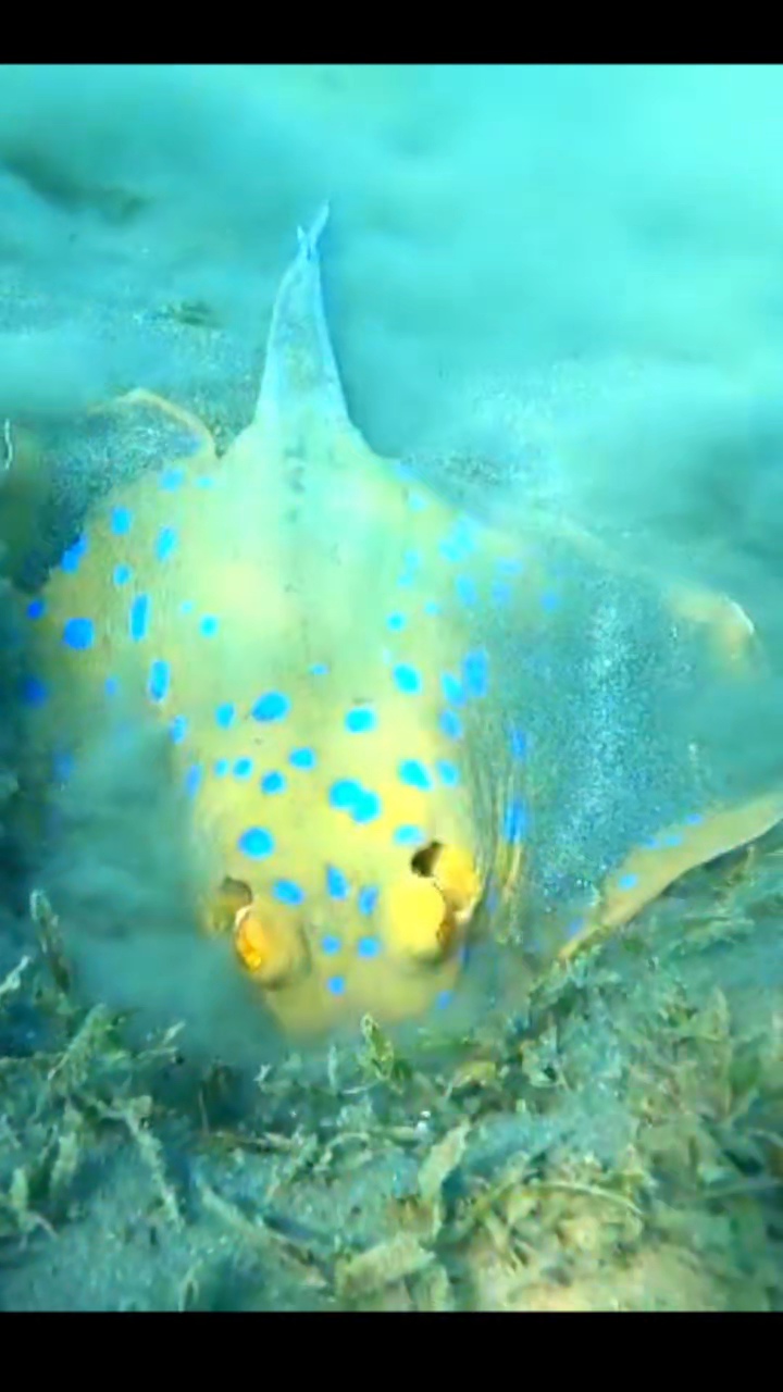 Abu Dabbab Swimming with turtles Trip, Hurghada gallery 4