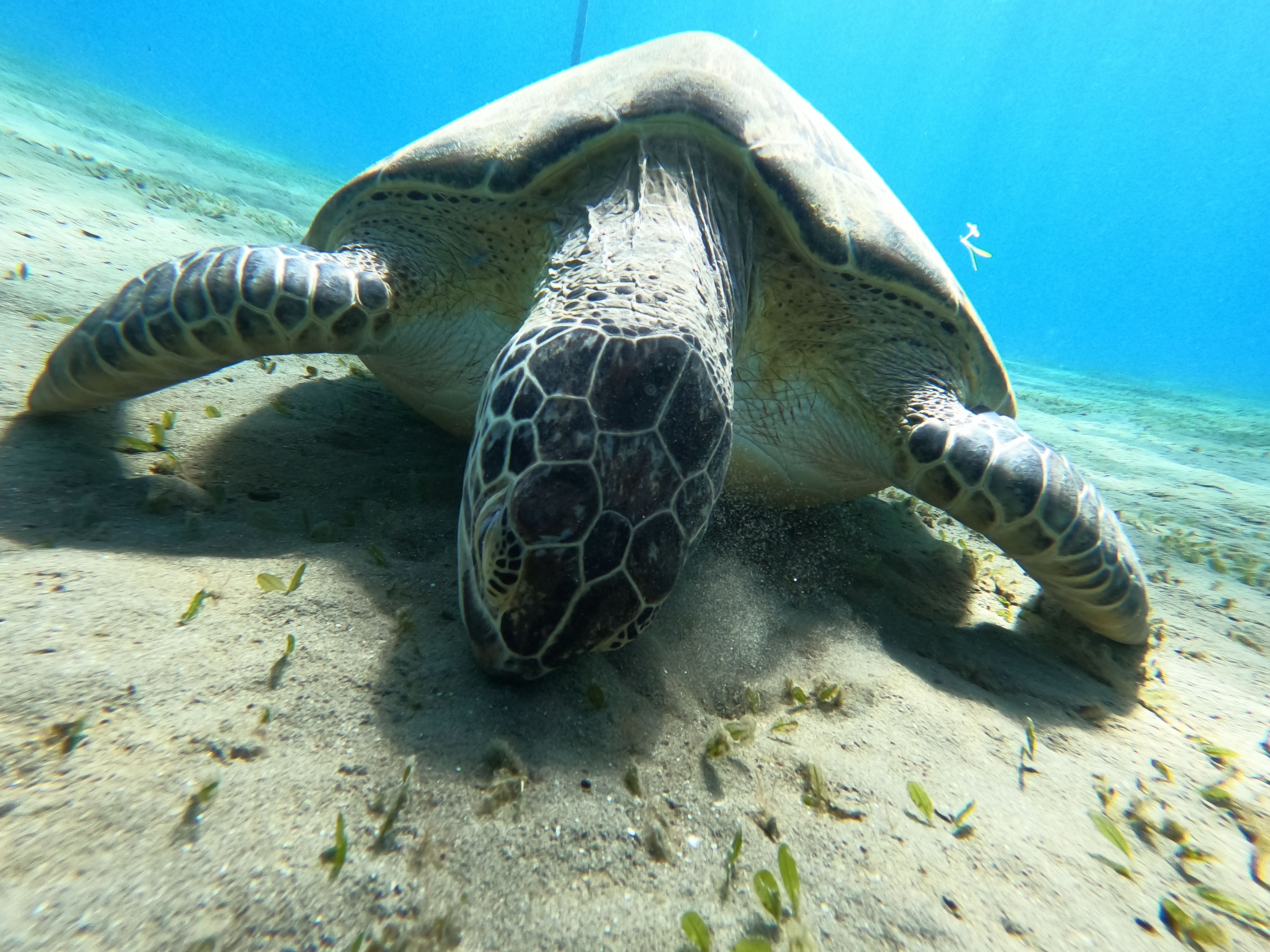 Abu Dabbab Swimming with turtles Trip, Hurghada gallery 2