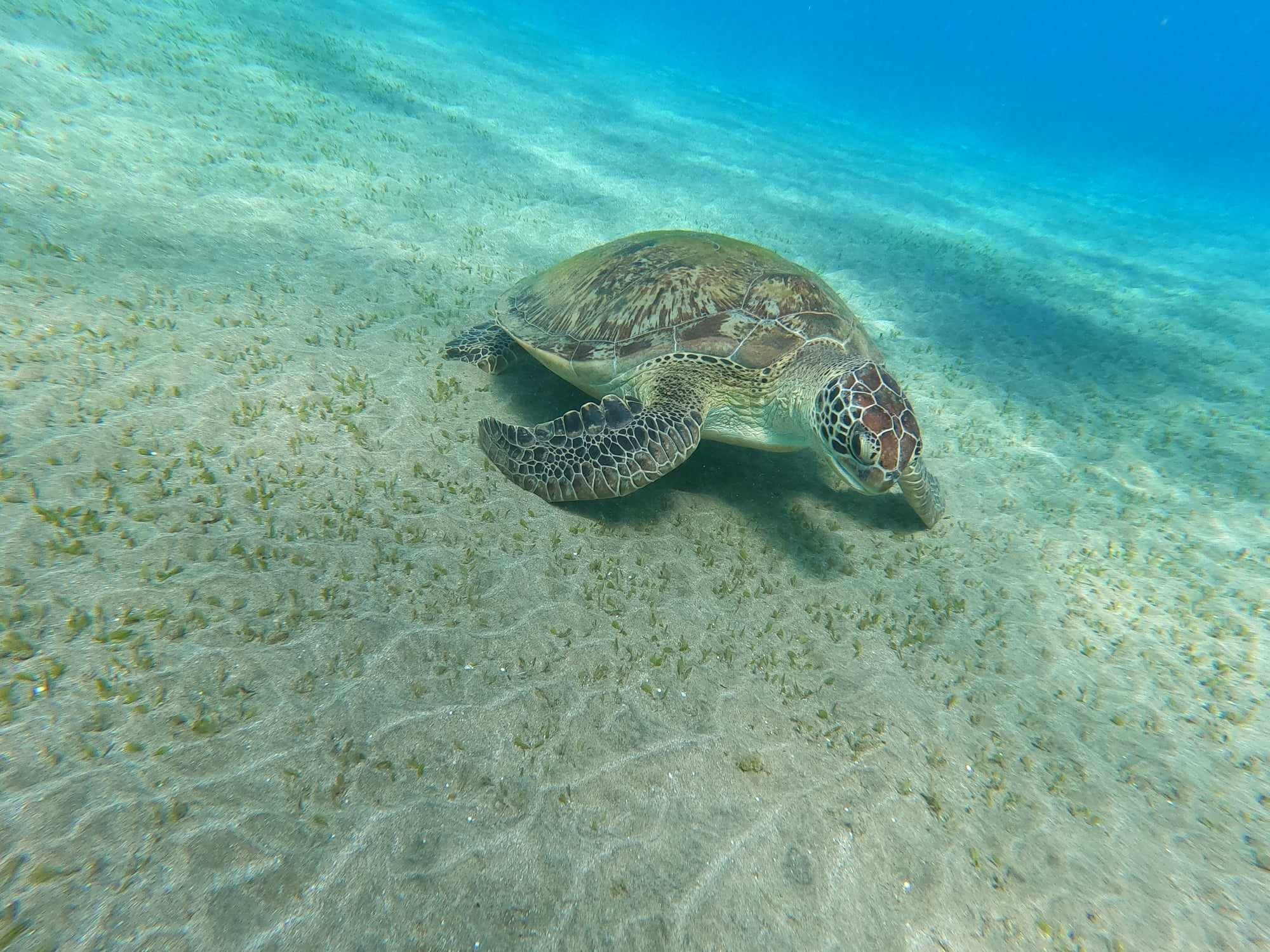 Hula Hula Island Trip, Hurghada gallery 2